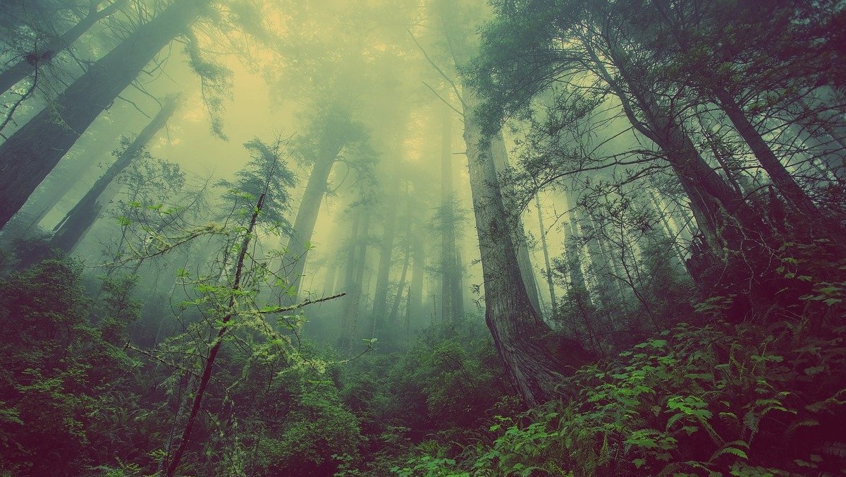 Kino maturzysty #3 – „Wilkołak”